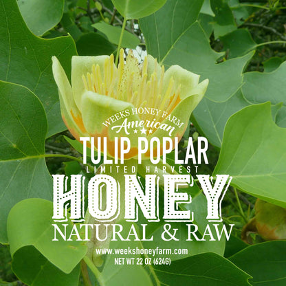 Our Best Raw Tulip Poplar Honey
