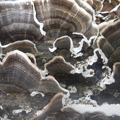 Turkey Tail Plugs - (Trametes versicolor)