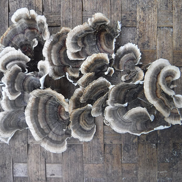 Turkey Tail Plugs - (Trametes versicolor)