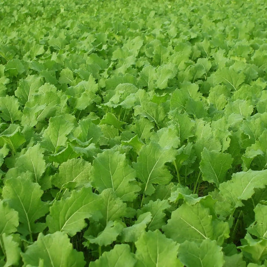 Turnip Seeds - Seven Top Turnip