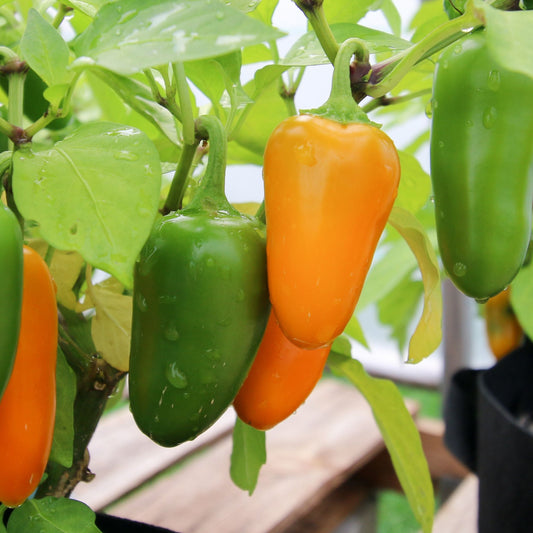 Pumpkin Spice Jalapeno Pepper