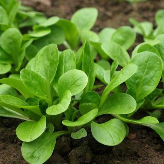 Mache Corn Salad