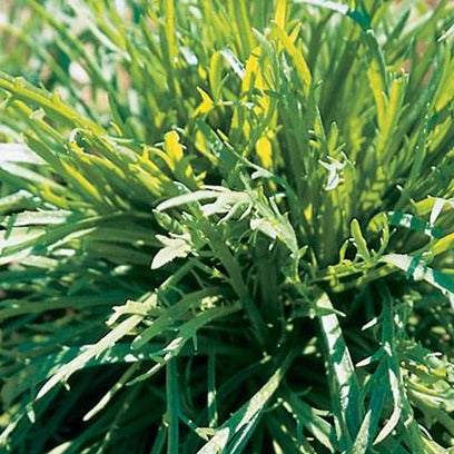 Erba Stella Minutina *RARE*