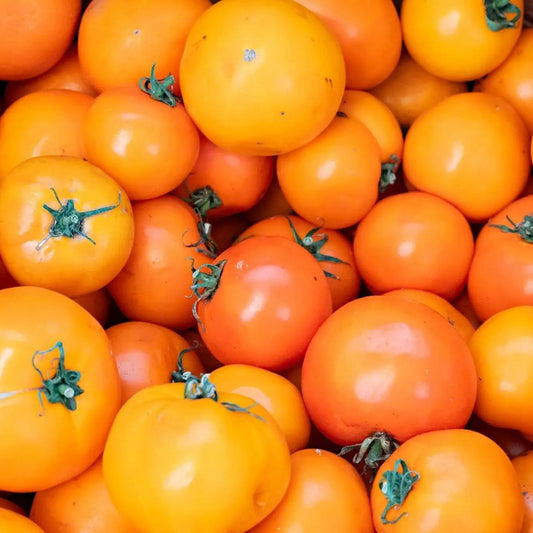 Tomato Seeds - Indeterminate - Valencia Slicing