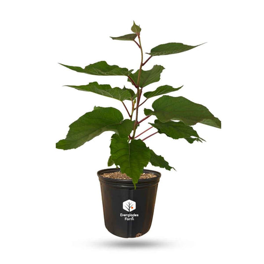 Vincent Fuzzy Kiwi Vine (Female Pollinator) by Everglades Farm