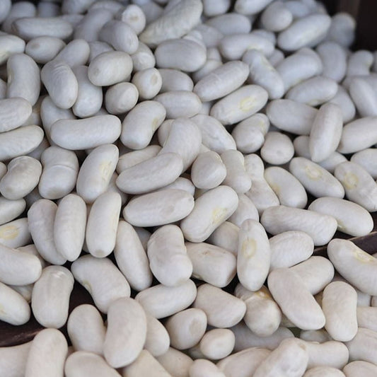 Cannellini Bean (Bush)