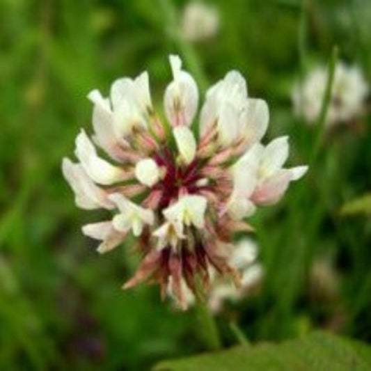 Papaw's Garden Supply White Dutch Heirloom Clover Cover Crop Seed 4oz Packs