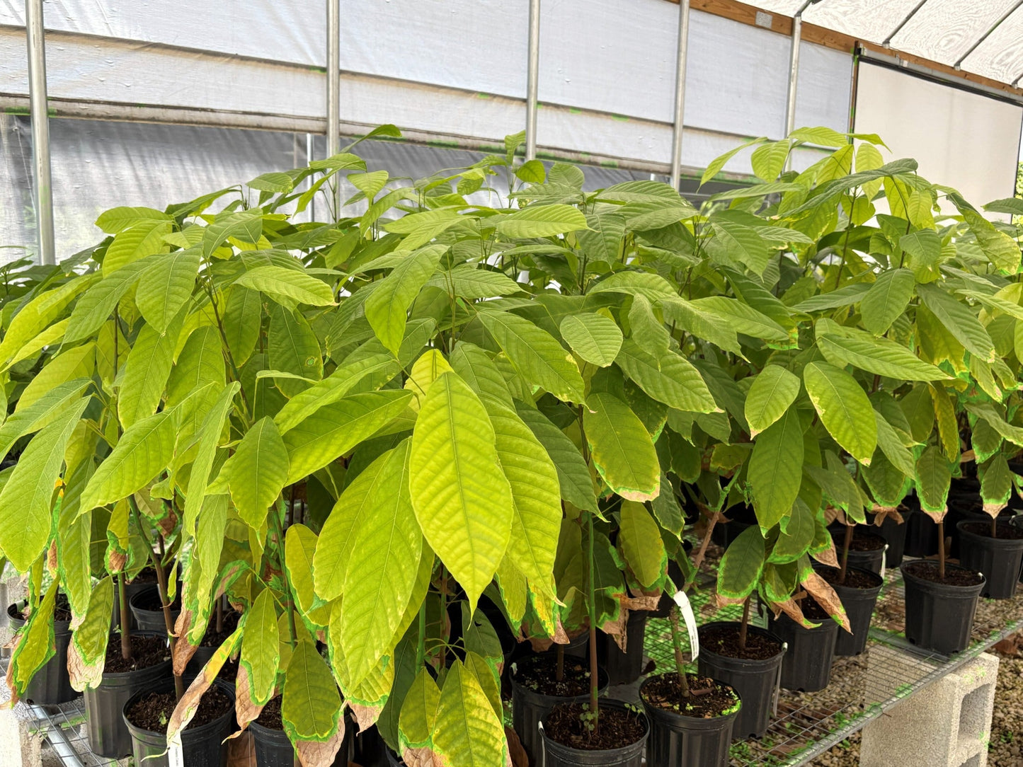 Trinitario Cacao Tree Yellow, Long Ribbed – Fruit-Bearing Theobroma Cacao Tree from Everglades Farm