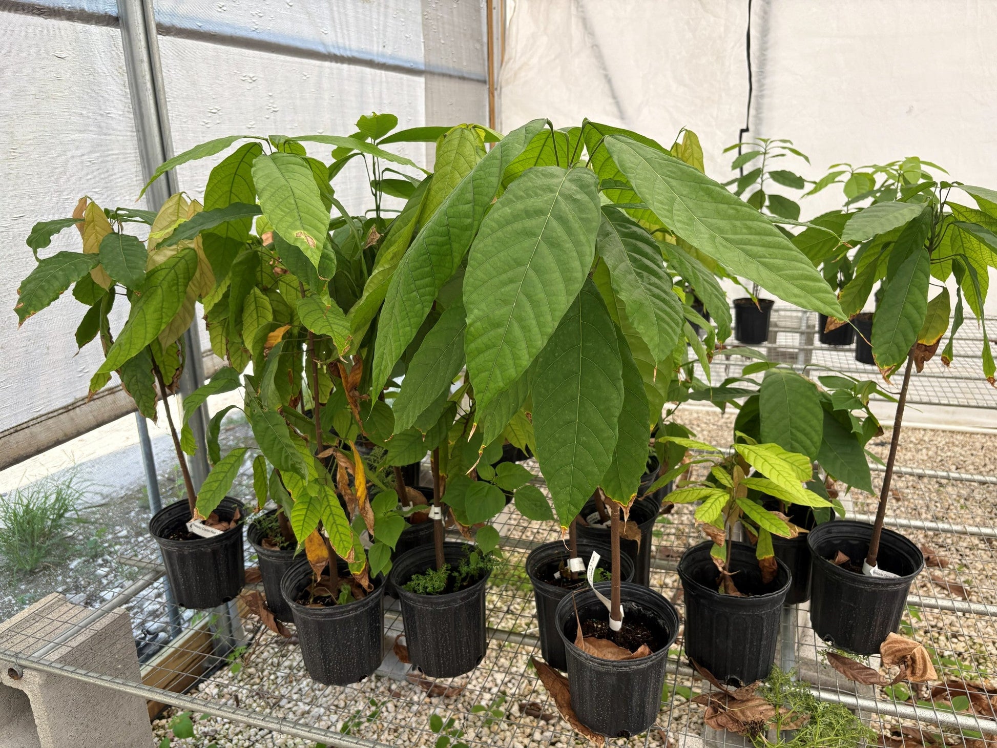 Trinitario Cacao Tree Yellow, Long Ribbed – Fruit-Bearing Theobroma Cacao Tree from Everglades Farm