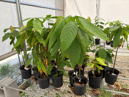 Trinitario Cacao Tree Yellow, Long Ribbed – Fruit-Bearing Theobroma Cacao Tree from Everglades Farm