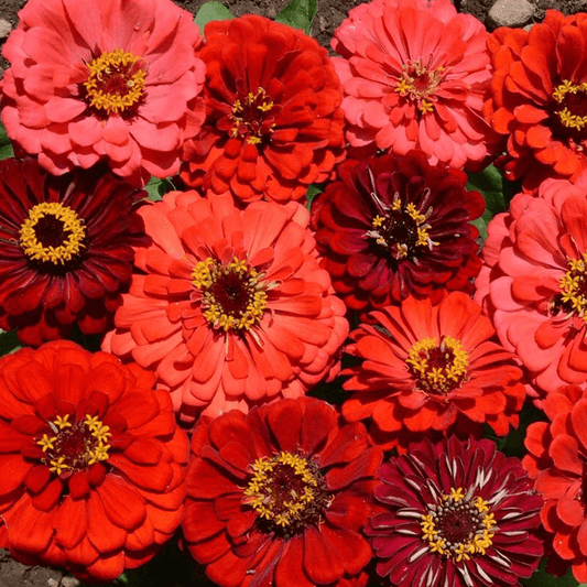 Zinnia Seeds - Berry Tart Mix