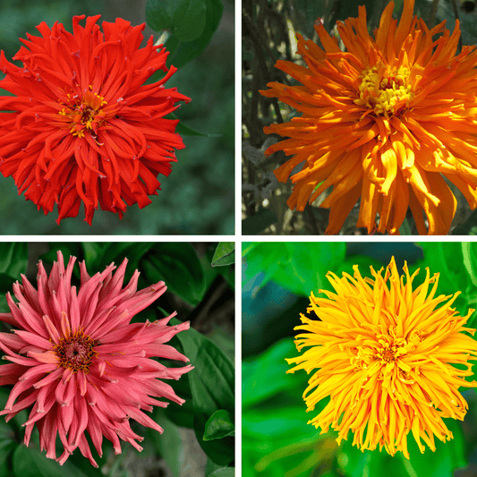 Zinnia Seeds - Cactus Zinnia Mix