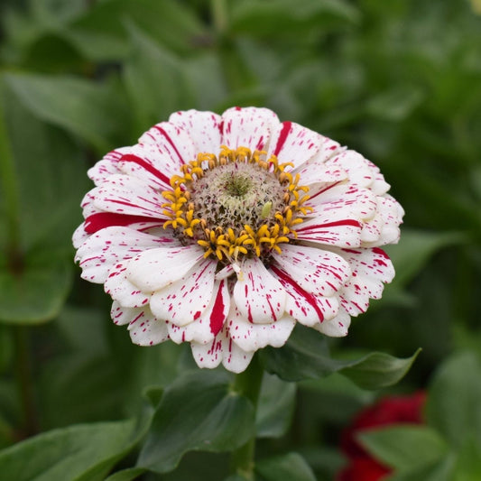 Zinnia Seeds - Peppermint Stick