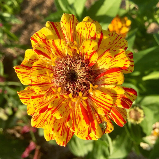 Zinnia Seeds - Peppermint Stick