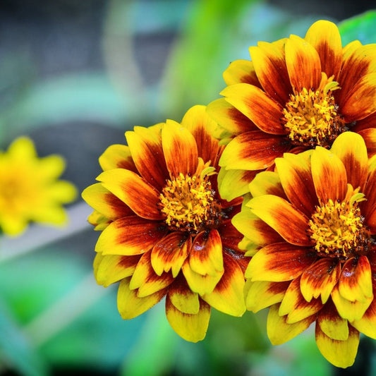 Zinnia Seeds - Persian Carpet