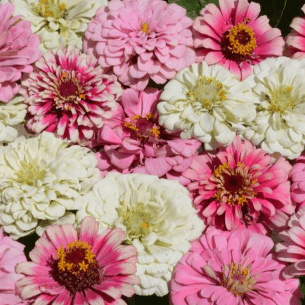 Zinnia Seeds - Strawberry Parfait Mix