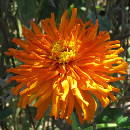 Zinnia Seeds - Super Cactus Aztec Orange