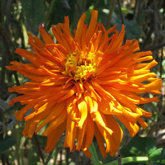 Zinnia Seeds - Super Cactus Aztec Orange