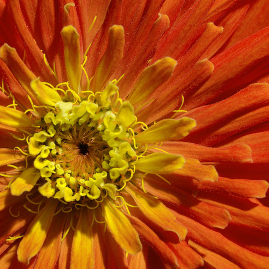 Zinnia Seeds - Super Cactus Aztec Orange