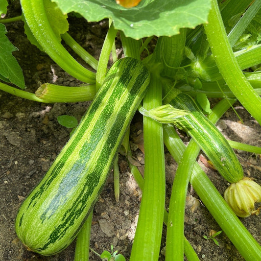 Zucchini Seeds - Vining - Cocozelle